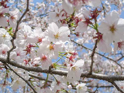 桜の花（00102）