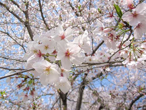 桜の花（00103）
