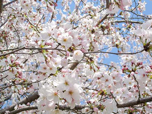 桜の花（00104）