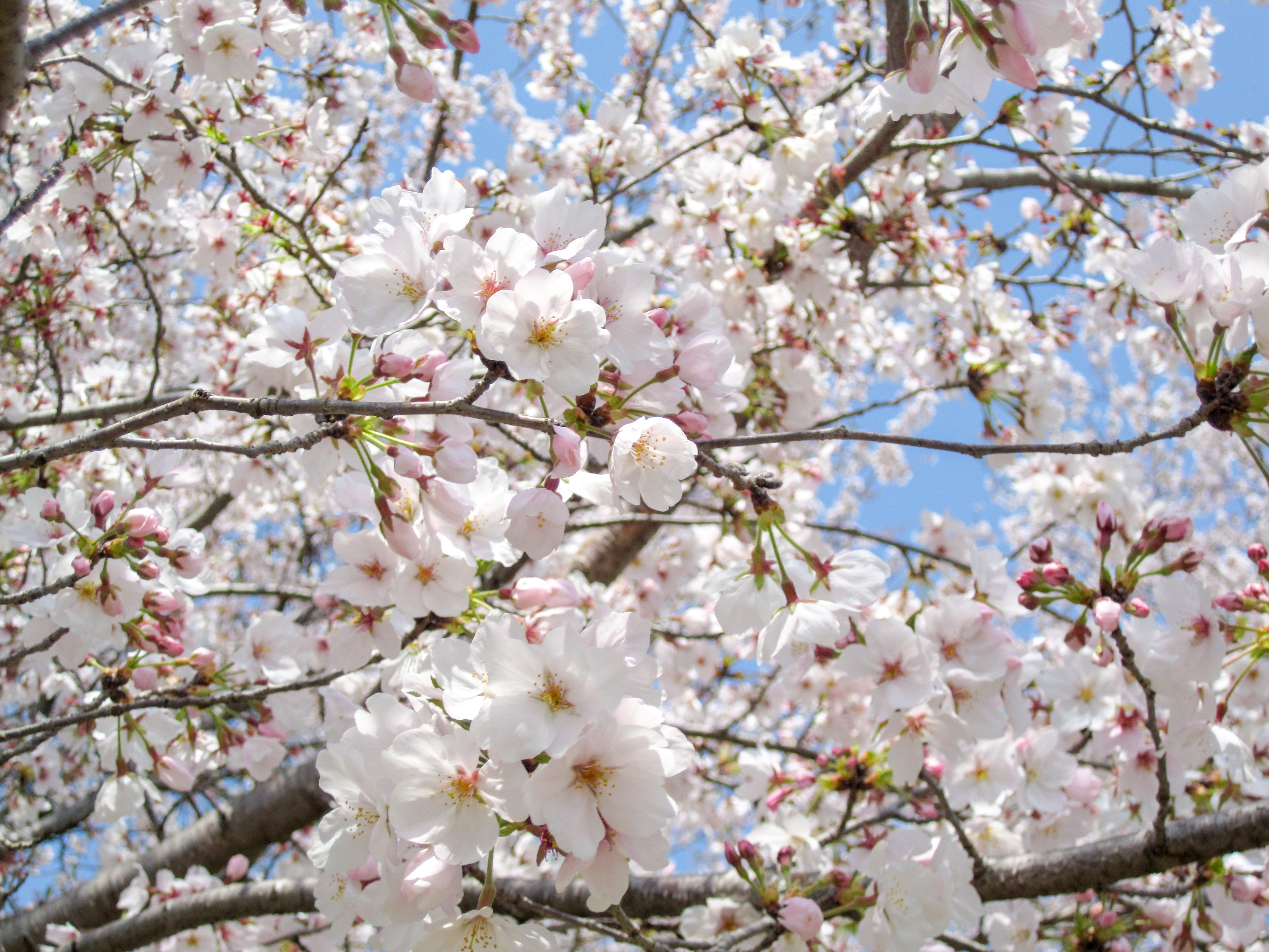 桜の花（00104）