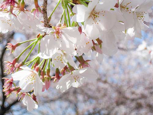 桜の花（00105）