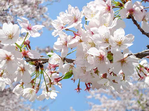 桜の花（00107）