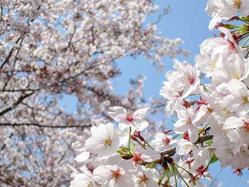 桜の花（00106）