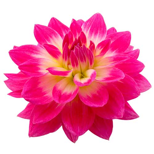 お花・ピンク色のダリア（00116）