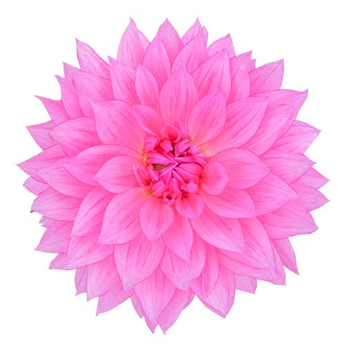 お花・ピンク色のダリア（00118）