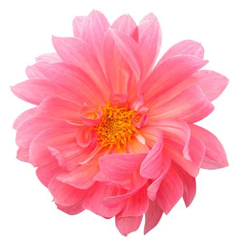 お花・ピンク色のダリア（00117）