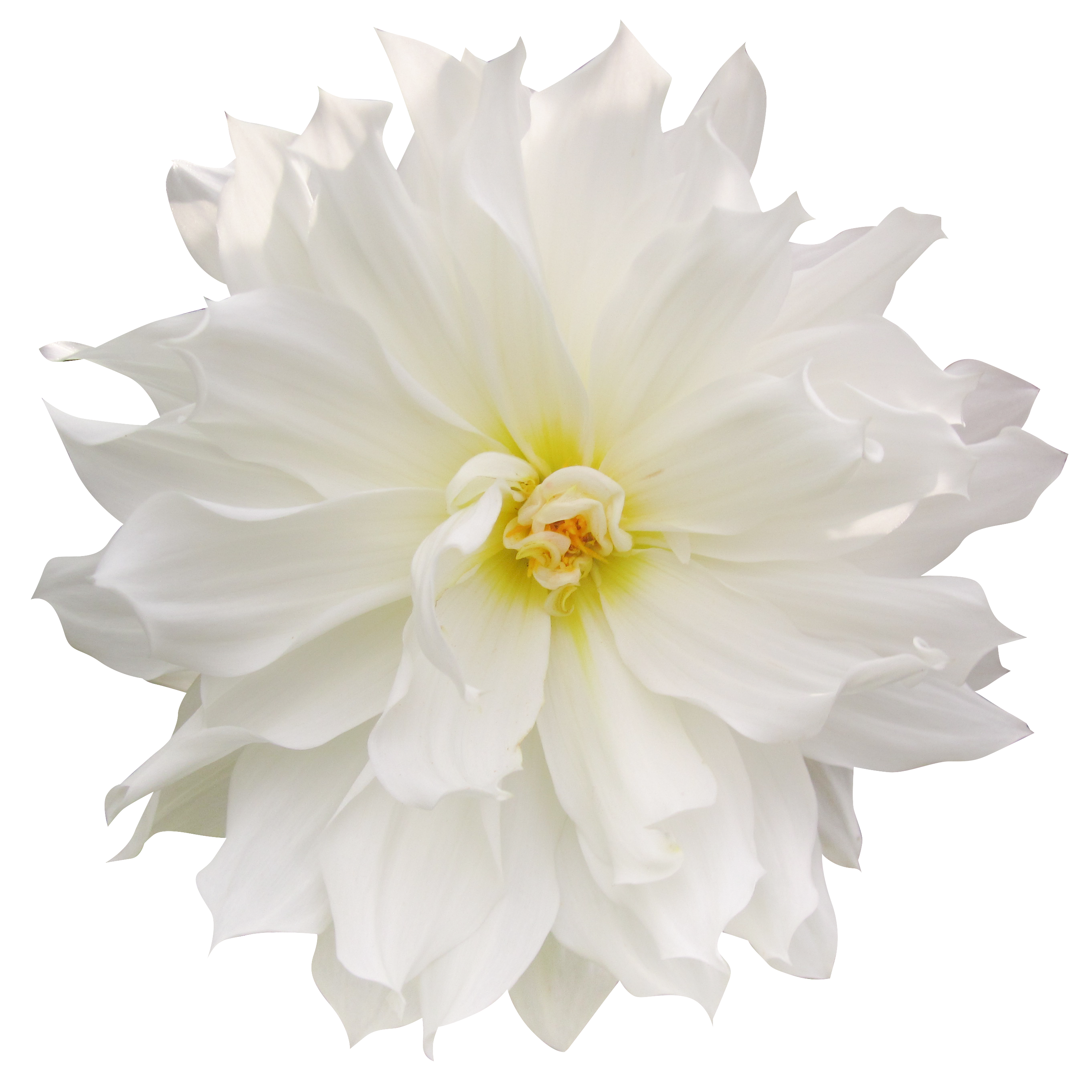 お花・白色のダリア（00121）