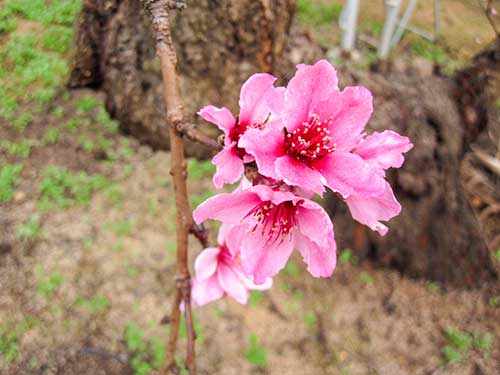 桃の花（00134）