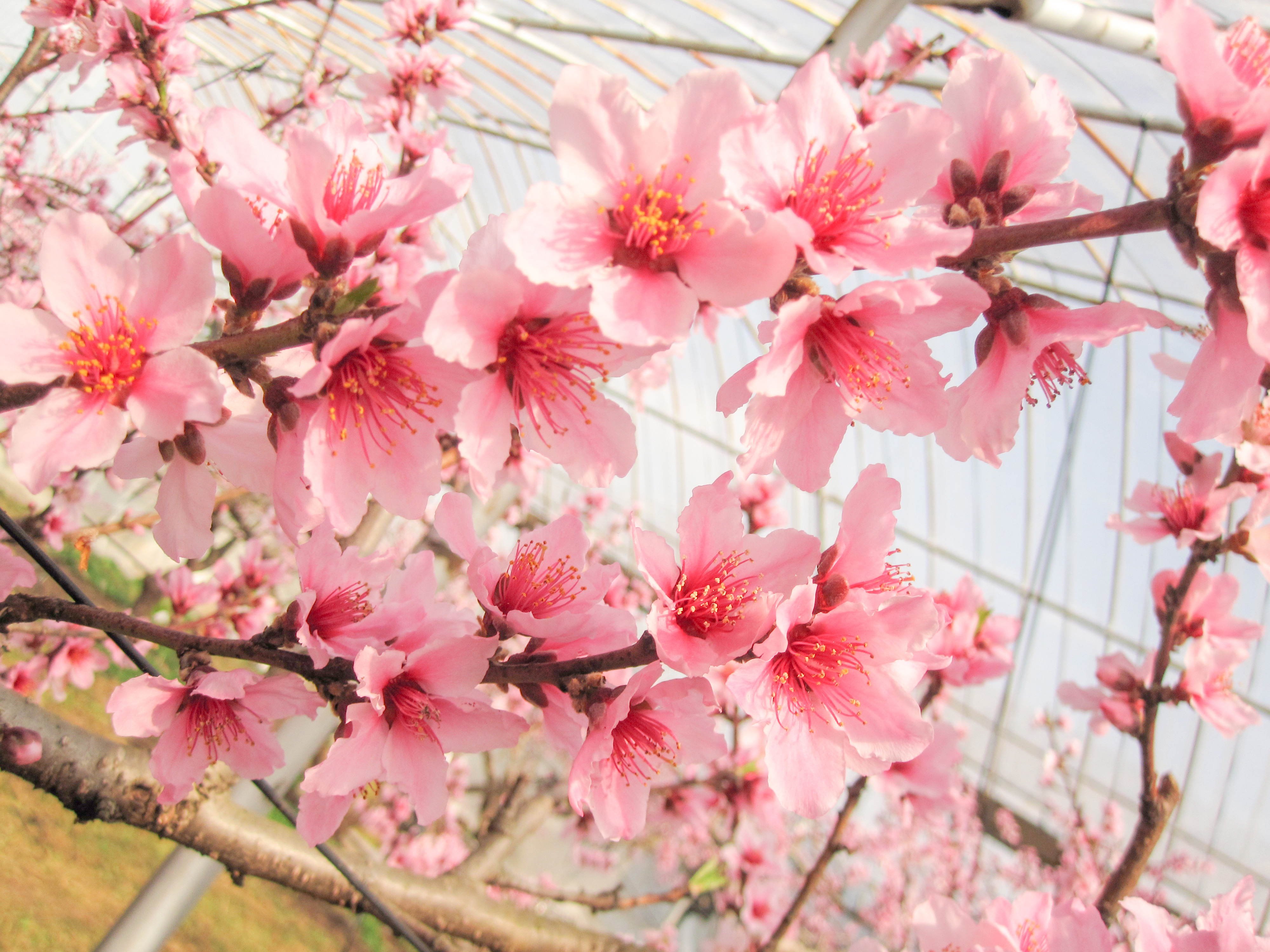 桃の花（00136）