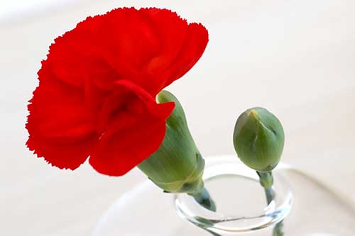 赤いカーネーションの花（00143）