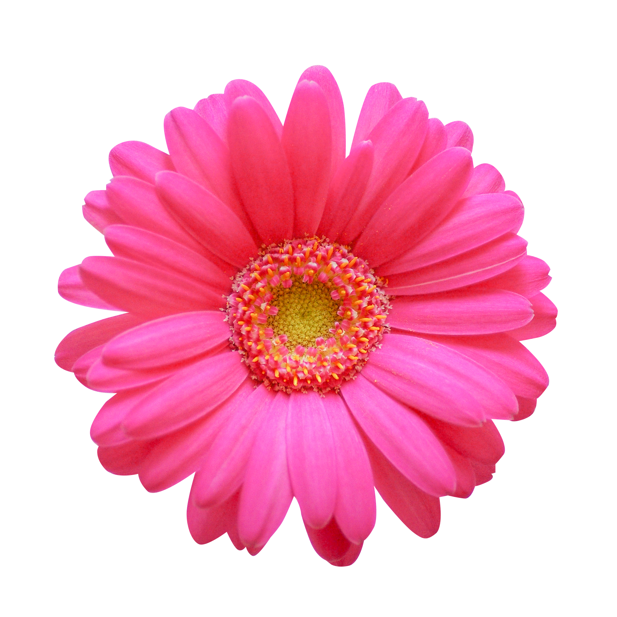 お花・ピンク色のガーベラ（00144）