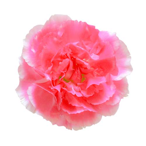 お花・ピンクのカーネーション（00147）