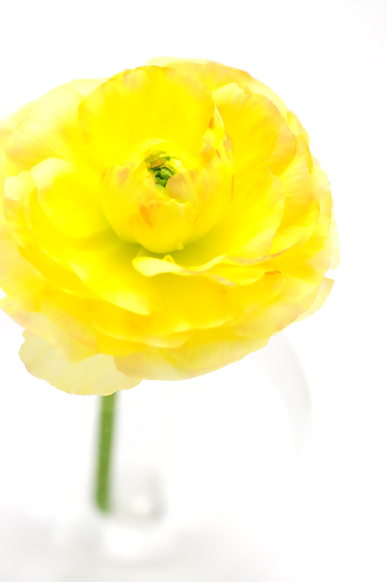黄色のラナンキュラスの花（00148）