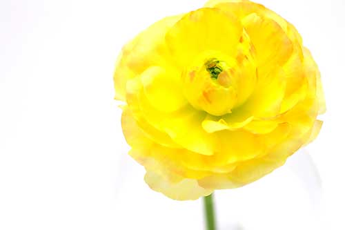 黄色のラナンキュラスの花（00149）