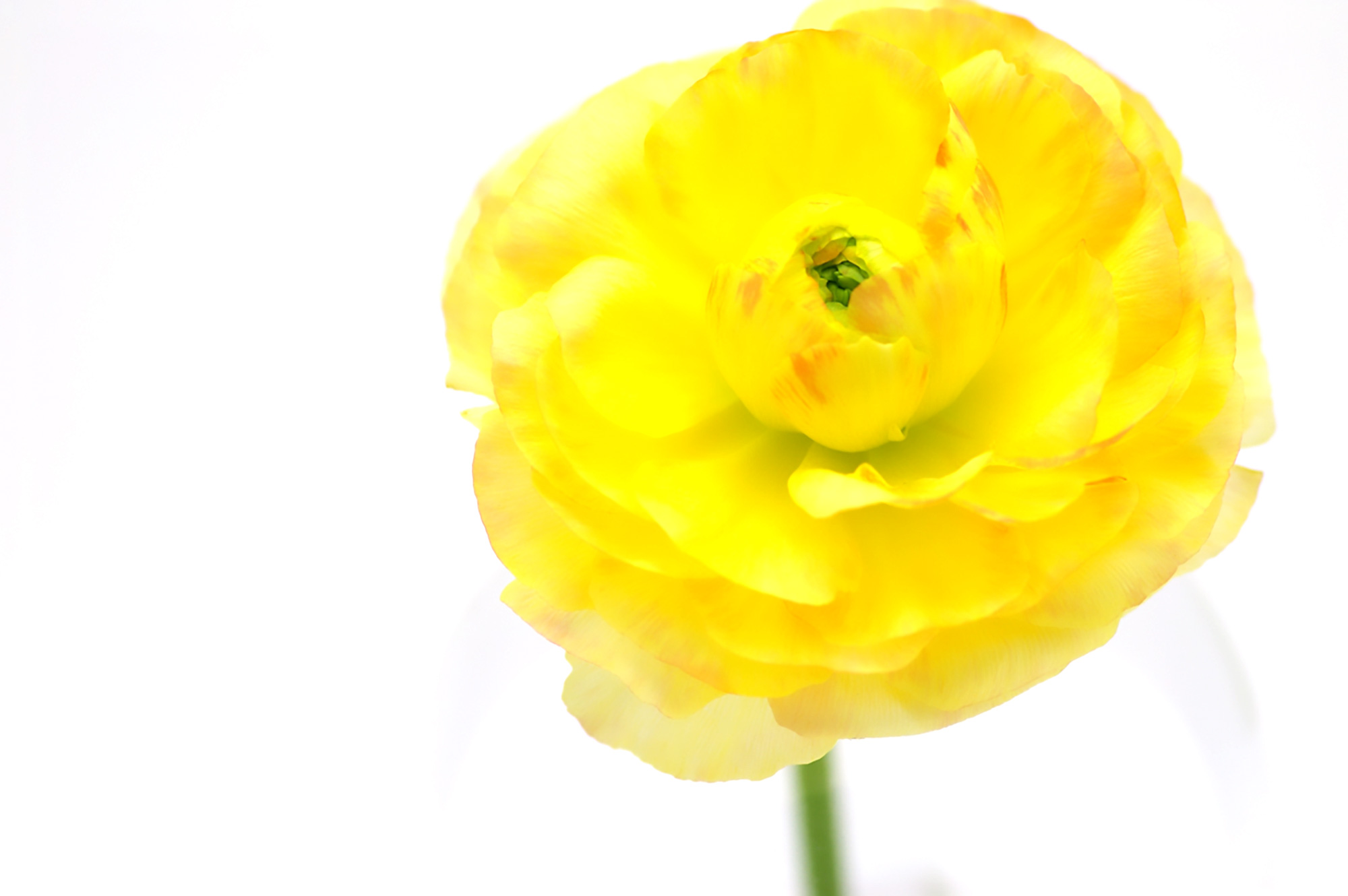 黄色のラナンキュラスの花（00149）