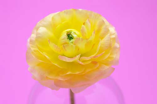 黄色のラナンキュラスの花（00153）