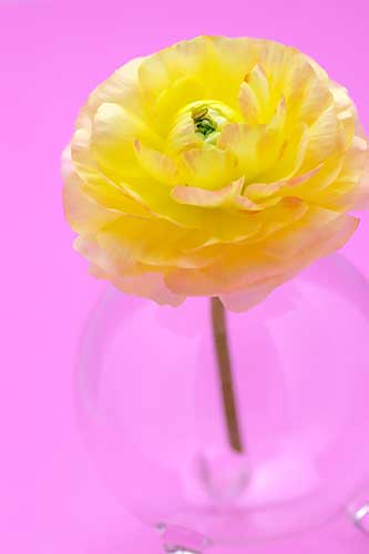 黄色のラナンキュラスの花（00154）