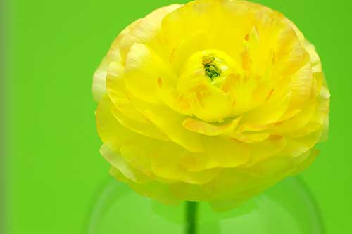 黄色のラナンキュラスの花（00155）