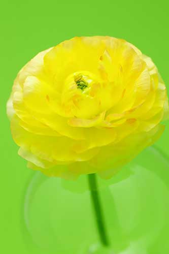 黄色のラナンキュラスの花（00156）
