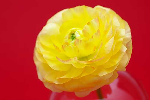 黄色のラナンキュラスの花（00157）