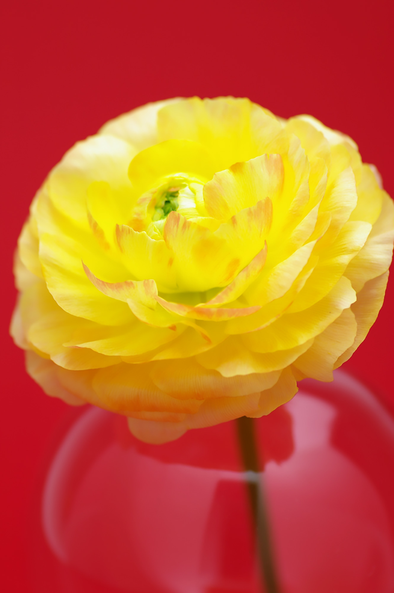 黄色のラナンキュラスの花（00158）