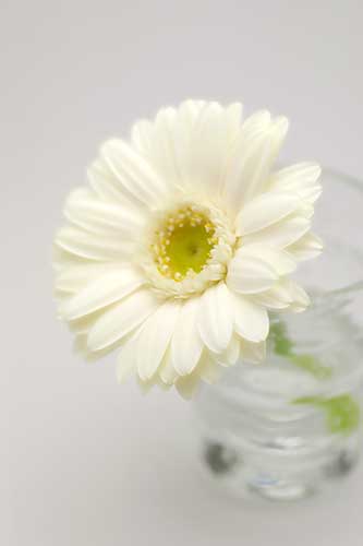 白いガーベラの花（00165）