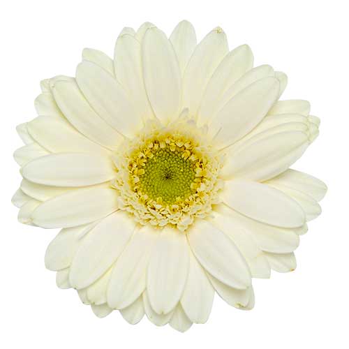 お花・白いガーベラ（00168）