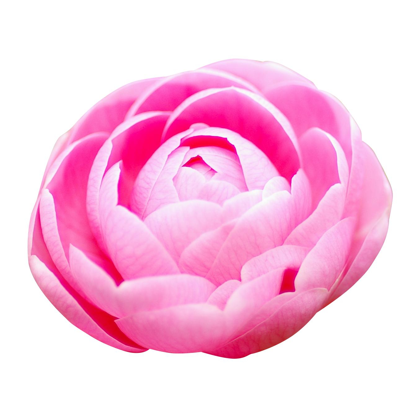 ピンク色の椿の花（00171）