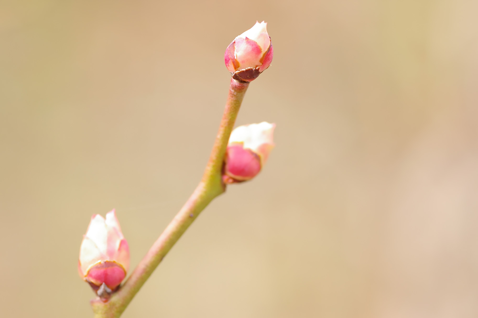 つぼみ 蕾