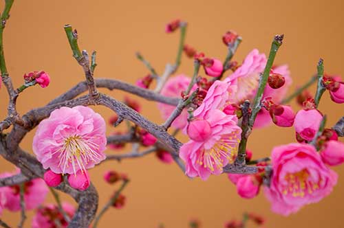 ピンク色の梅の花（00200）