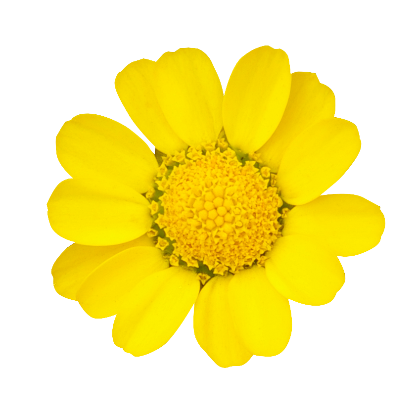 黄色い花（00205）