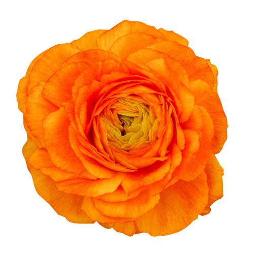 オレンジ色の花（00210）