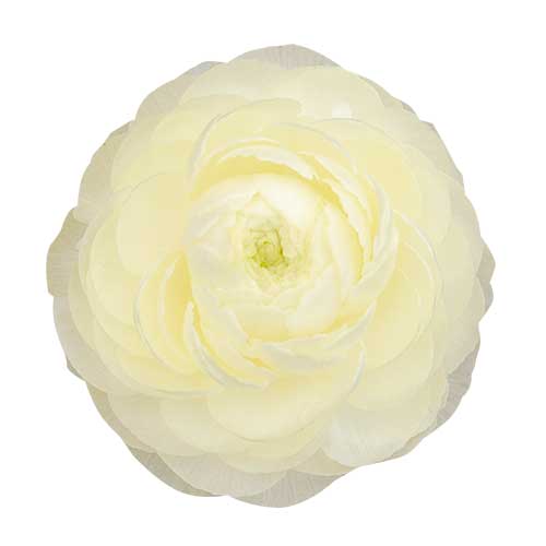 白色の花（00211）