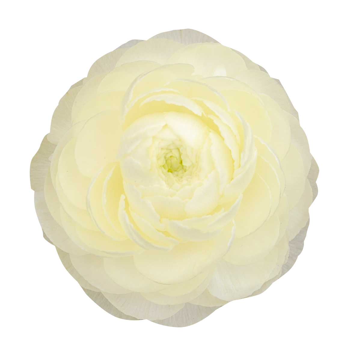白色の花（00211）
