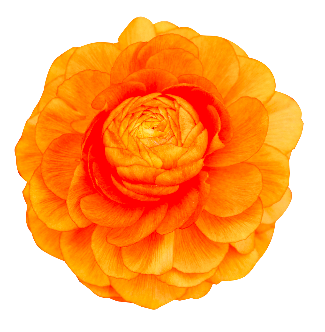オレンジ色の花（00214）
