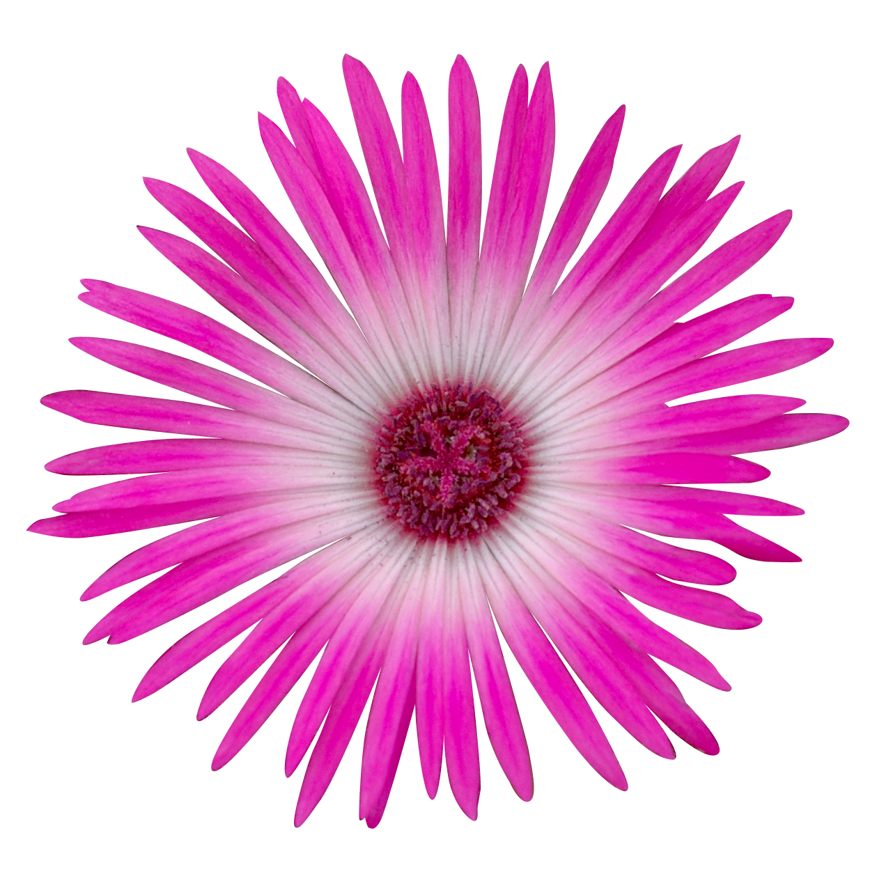 ピンクの花（00217）