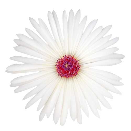 白い花（00221）