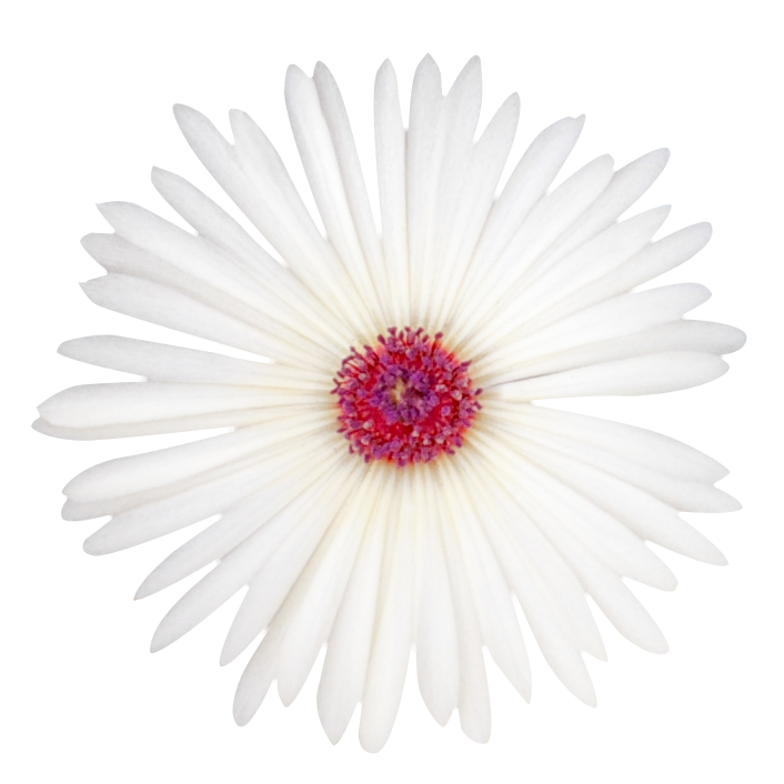 白い花（00221）