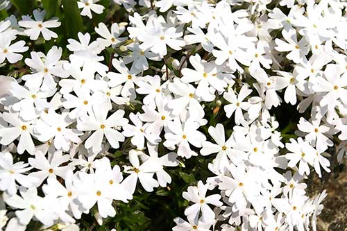 白いお花畑（00222）