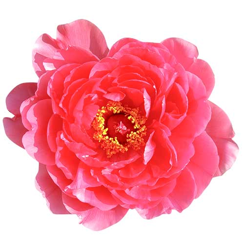 ピンクの牡丹の花（00223）