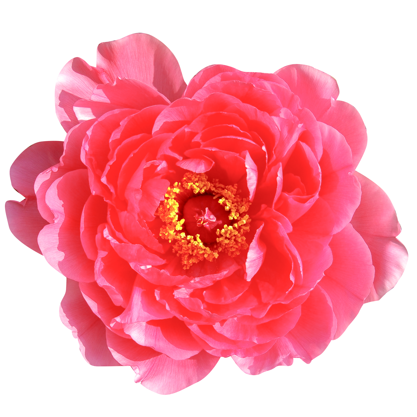 ピンクの牡丹の花（00223）