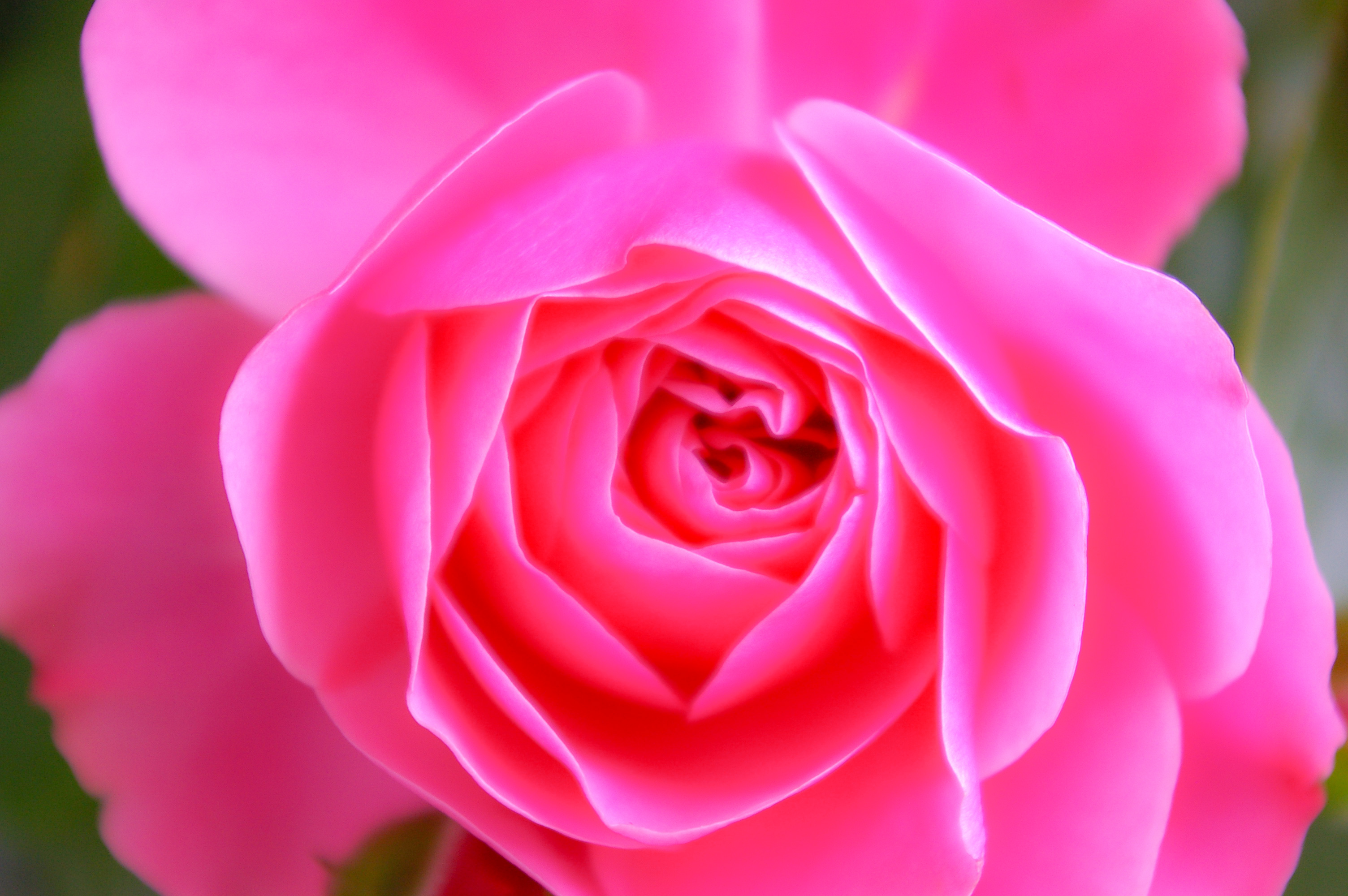 ピンク色のバラ（00229）