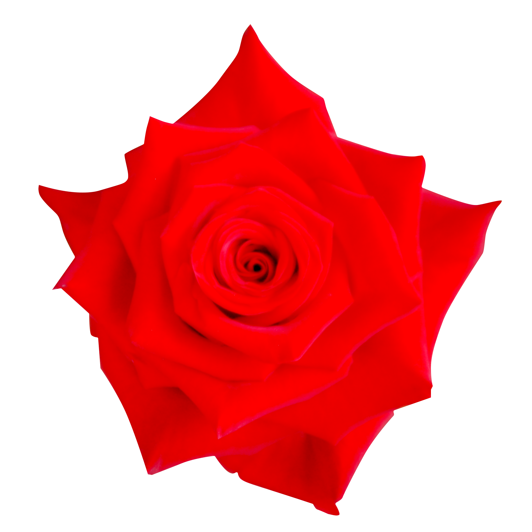 赤いバラ（00230）