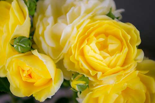 黄色のバラ（00231）