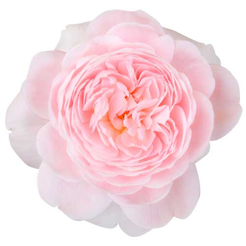 ピンク色のバラ（00233）