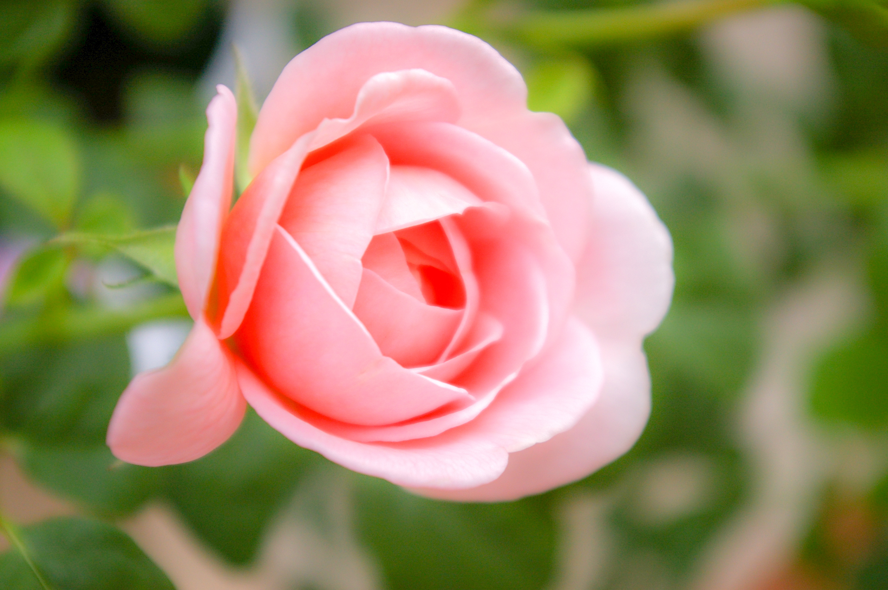 ピンク色のバラ（00234）