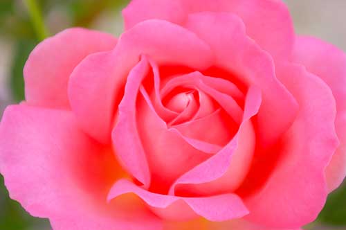 ピンク色のバラ（00235）