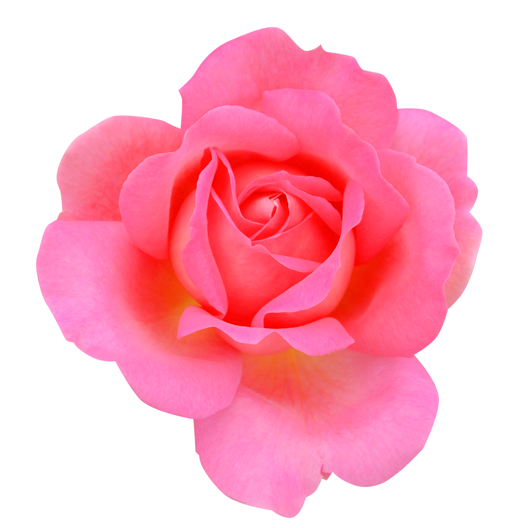 ピンク色のバラ（00236）