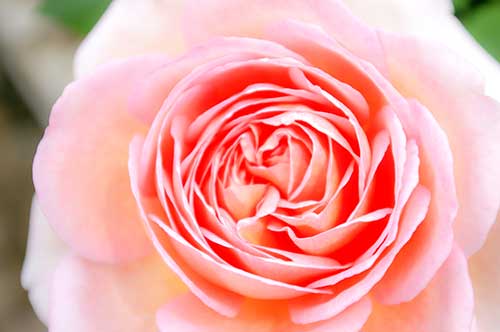 ピンク色のバラ（00237）