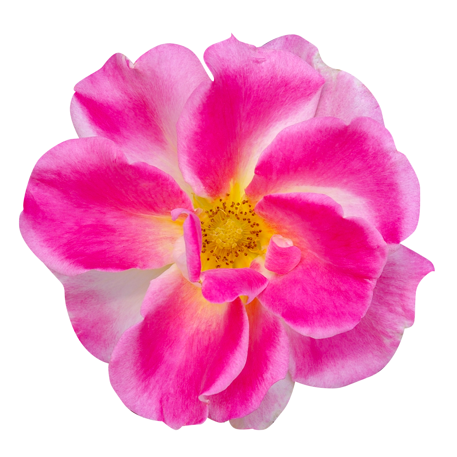 ピンク色のバラ（00239）